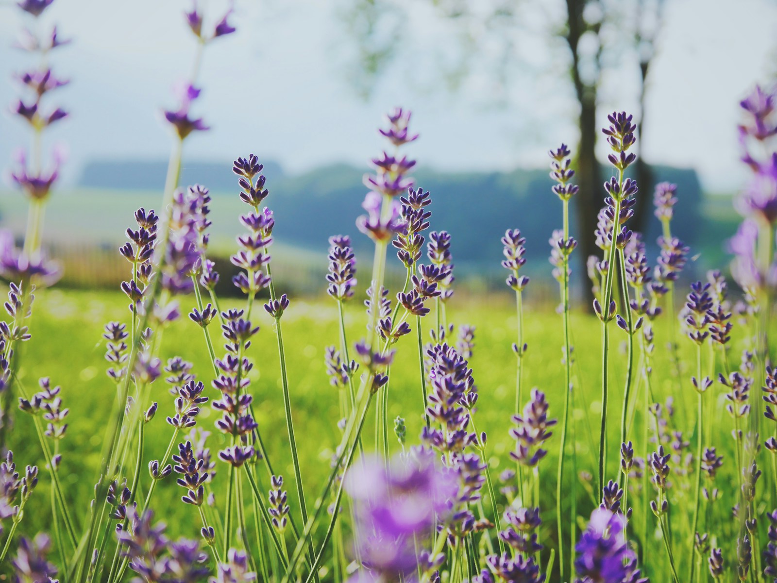 Best Scented Tallow Balms: Lavender, Rose, Vanilla, and More