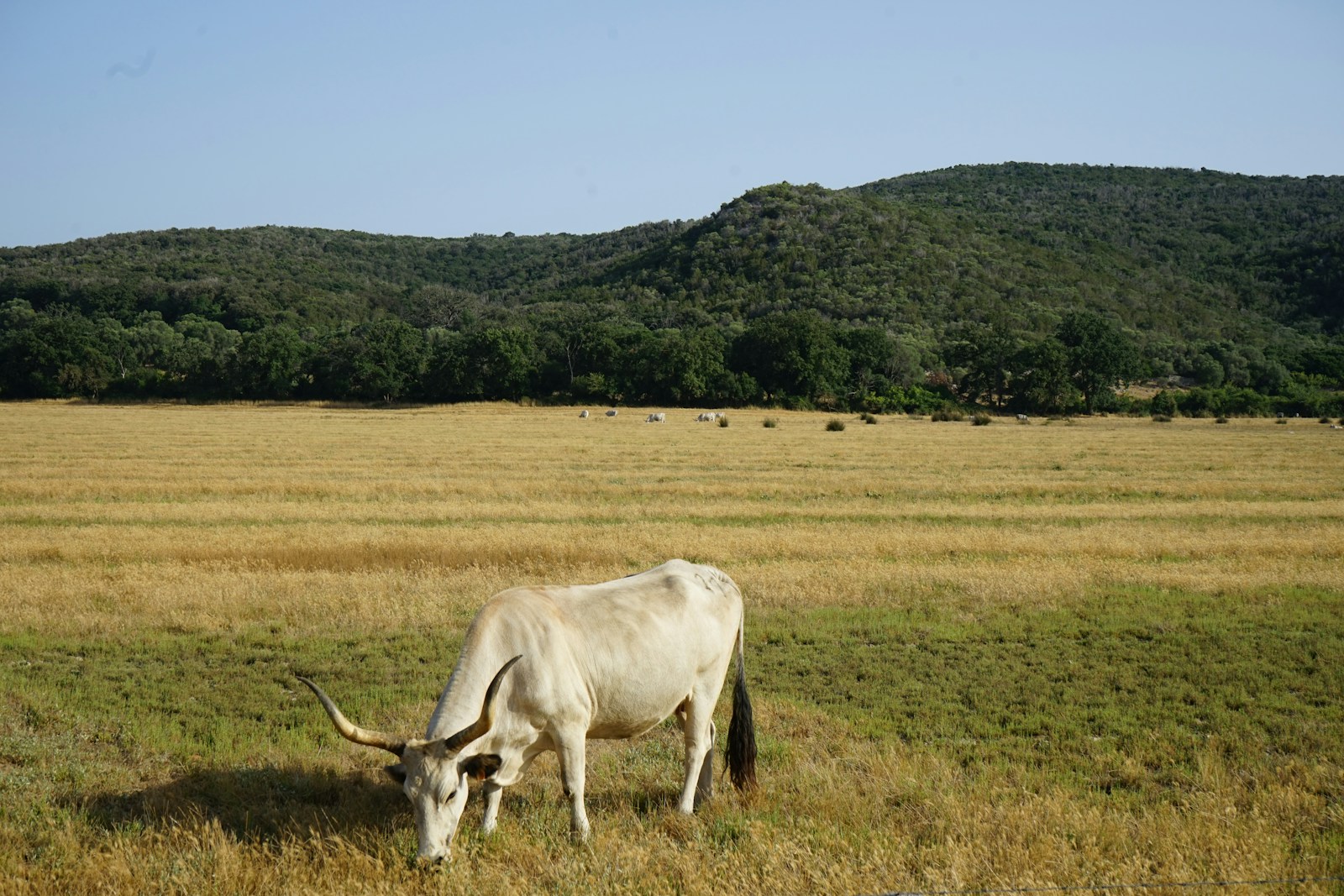 Where to Buy Beef Tallow: Online & Local
