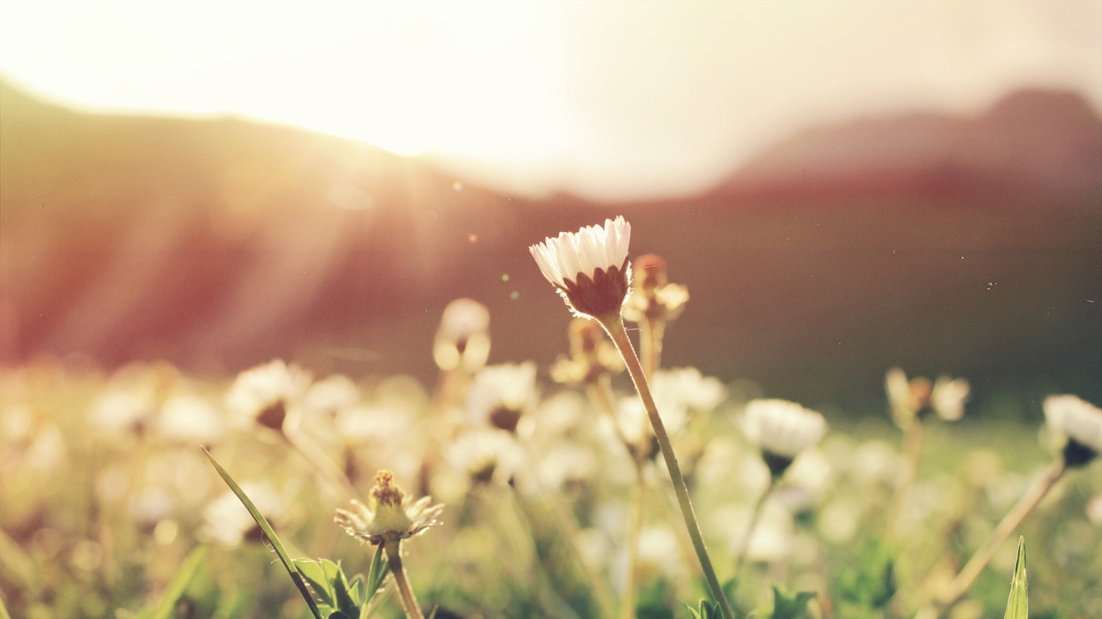 Beef Tallow for Spring Allergy Skin: Calming Pollen Rash, Itchy Eyelids, and the Lipid-Barrier Connection